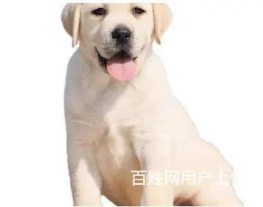 承德拉布拉多怎么卖 家养拉布拉多 保健康 - 图片 4