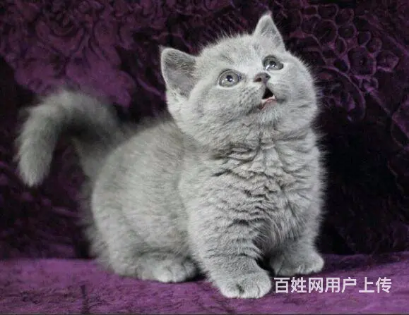 湖州自家繁殖蓝猫大包子 五短身 活泼可爱 - 图片 6