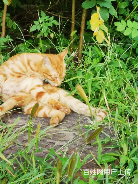 漂亮猫咪领养，山东狮子头，暹罗，双瞳孔的小白猫 - 图片 3