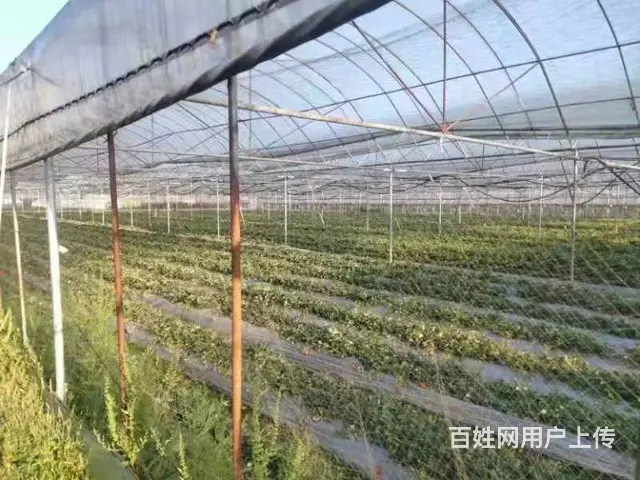 （51旺铺推荐）安宁温泉镇14亩富硒草莓园低价转让 - 图片 1