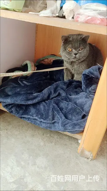 自己养蓝猫出售 - 图片 1