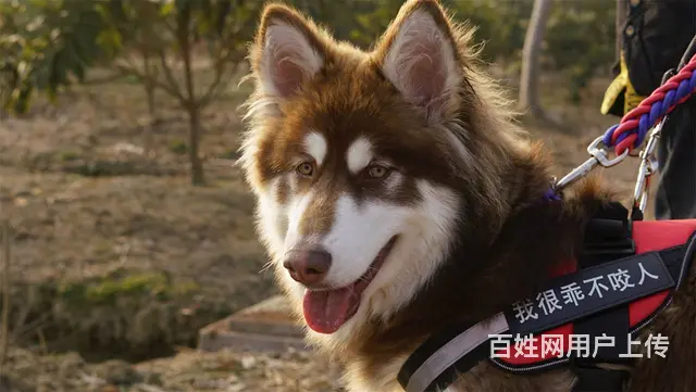 【搞定了！】免费领养阿拉斯加雪橇犬6个月犬五联驱虫洗澡可送上 - 图片 1