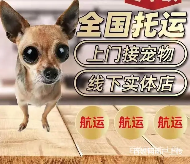推荐） 丽水青田宠物托运到全国）（猫狗）邮寄快递（宠物活体运 - 图片 3
