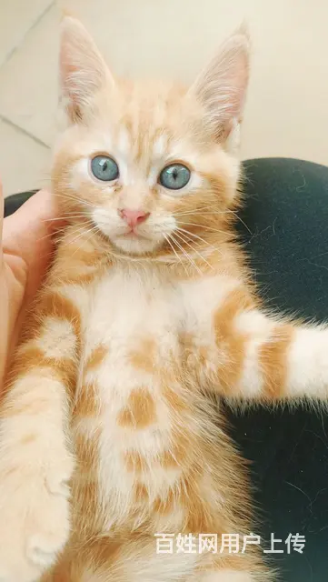 混血布偶小奶猫找新家 - 图片 2