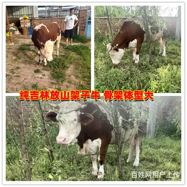 400斤 西门塔尔牛犊 出售 - 图片 2