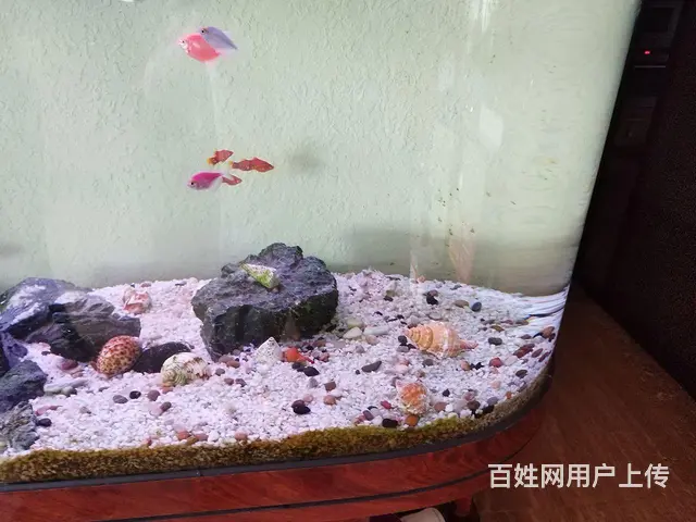 广州专业上门清洗鱼缸 - 图片 2