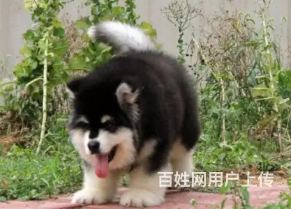 邢台阿拉斯加怎么卖 邢台阿拉斯加价格 阿拉斯加幼犬 - 图片 3