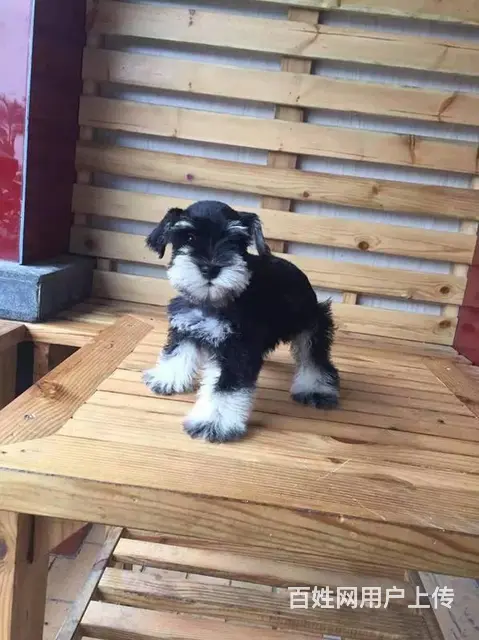 广州买狗 广州宠物狗 广州纯种迷你雪纳瑞幼犬哪有卖 - 图片 6