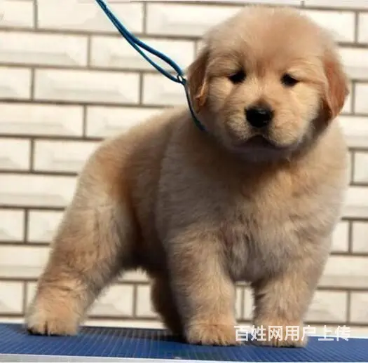 现在哪有卖金毛犬的 现在金毛多少钱一只 - 图片 3