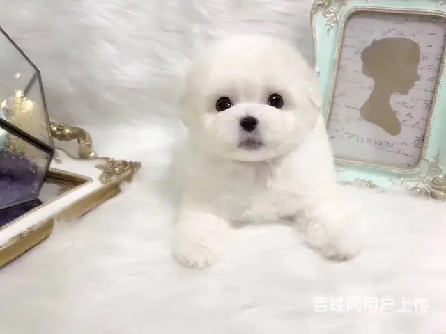 赛级比熊 比熊犬法国卷毛比熊 欢迎来犬舍挑选 - 图片 1