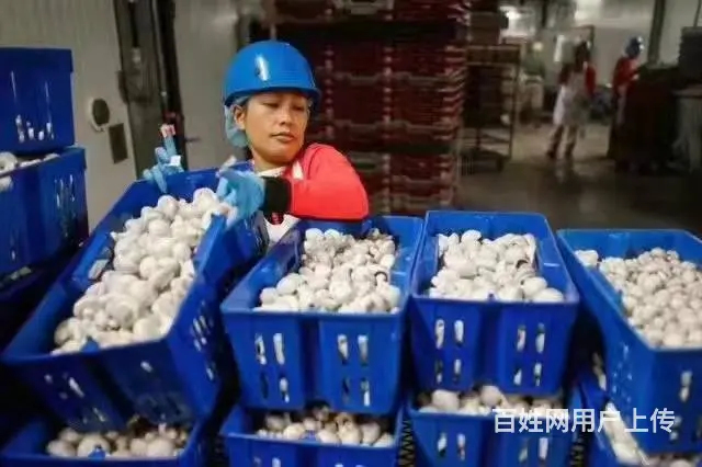 南通劳务输出男女不限55周岁以内帮厨工作签证 - 图片 3