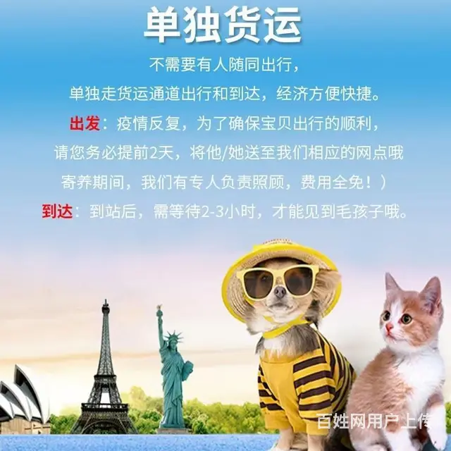 浮山周边宠物托运（猫狗活体快递）陆运 空运至全国 - 图片 1