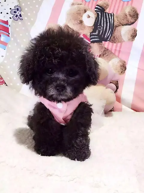 济宁【泰迪犬舍】地址泰迪一般多少钱 - 图片 3
