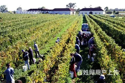 新西兰高薪招聘(年薪50万+）费用低，出境快 - 图片 4