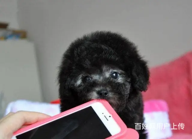 泰迪犬 纯种茶杯犬 价格优廉 品相俱佳 - 图片 8