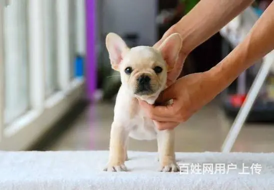 纯正法国斗牛犬，专业繁殖血统纯正，三年质保协议 - 图片 5