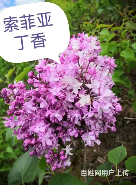 抚顺顺城省心的树苗免费咨询 - 图片 1