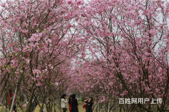 五彩田园景区房房东直租 - 图片 7