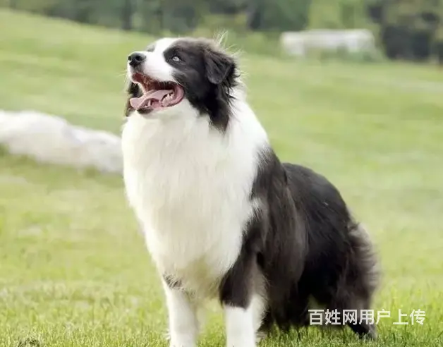 承德边牧怎么卖 纯种边牧 疫苗齐全 - 图片 3