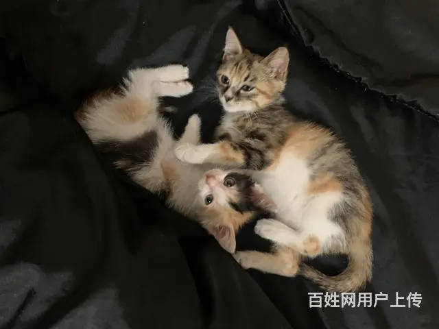 小三花求领养 - 图片 3