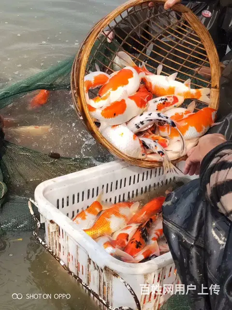 【观赏鱼批发中心】锦鲤鱼批发零售 - 图片 9