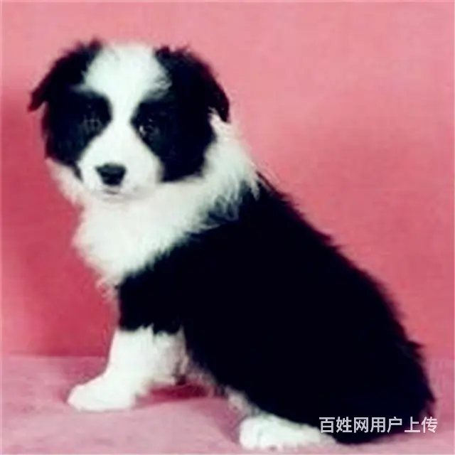 辽阳有什么靠谱的边牧犬舍推荐吗 - 图片 7