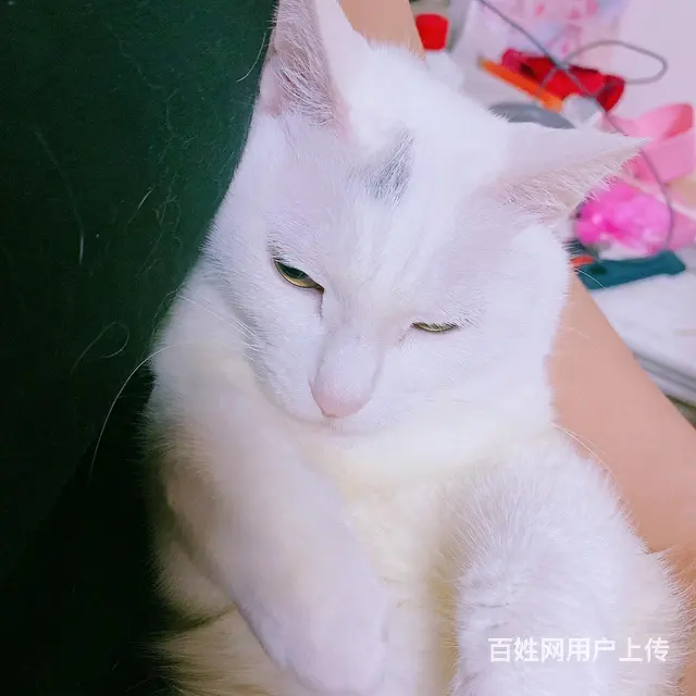 猫咪免费领养 - 图片 3