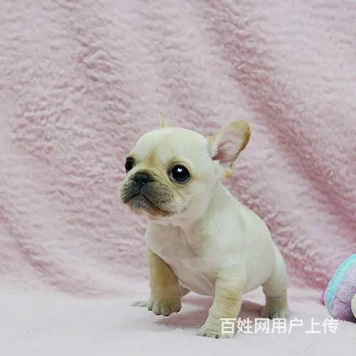 奶油法国斗牛犬价格 哪里有卖法国斗牛犬 - 图片 8