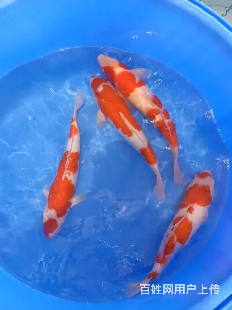 苏州永乐锦鲤大量出售锦鲤鱼 - 图片 5