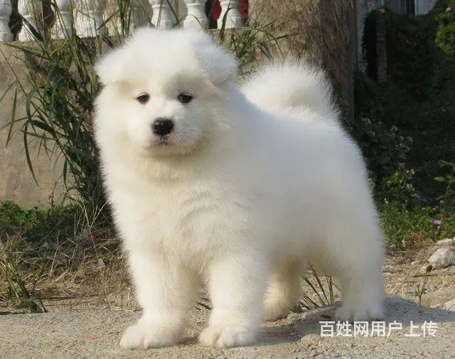 萨摩耶幼犬 纯种澳版萨摩耶多少钱 萨摩耶犬舍 - 图片 4