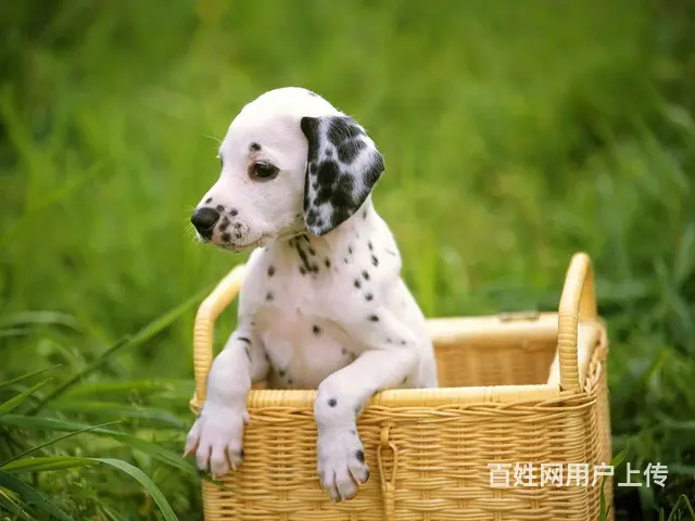 安徽东至宠物托运（猫狗柴犬）（全国活体运输）一对一上门接 全 - 图片 3