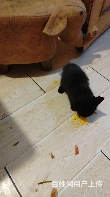 免费赠送小奶猫 - 图片 3