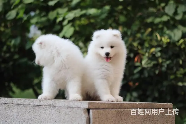 淮南 萨摩耶，二哈哪里有卖 哈士奇怎么养比较好 - 图片 5