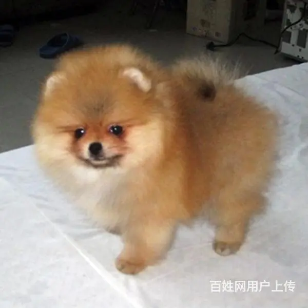 七台河去哪里买博美靠谱一点 买博美的靠谱途径 - 图片 4