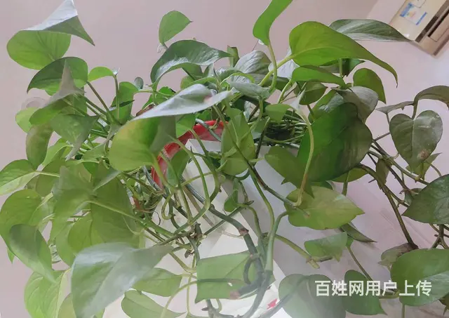 转让光明路南环路路口美甲店 位置优客流量大租金低 - 图片 7