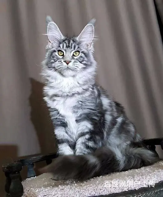 六安哪里卖纯种大体型缅因猫俄系缅因猫疫苗已做找新家 - 图片 7