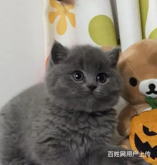 贵州黔南猫舍直销纯种蓝猫低价出售 - 图片 12