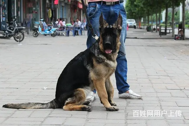 锤系德牧幼犬基地 多只极品幼犬 疫苗驱虫均已做完 - 图片 3