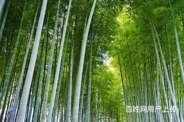 安吉恒都.香缇溪岸，卧虎藏龙取景地，总价180万起 - 图片 3