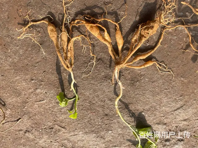 中药材百部种苗出售 - 图片