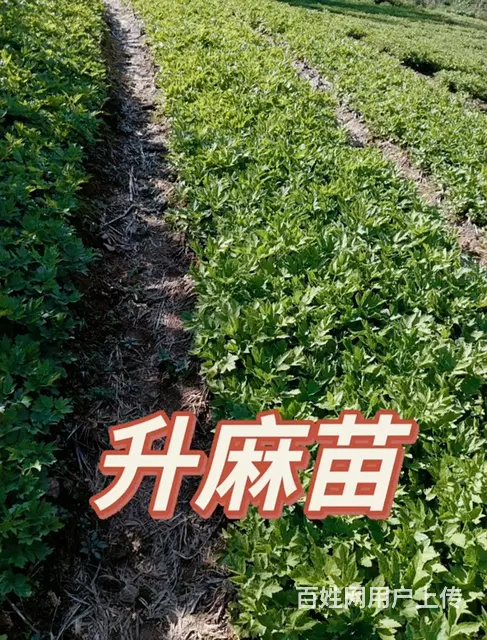 刺嫩芽苗升麻苗白鲜皮苗 - 图片 3