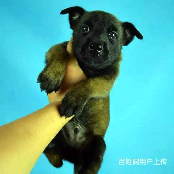 吕梁养马犬的地方，卖马犬的地方 - 图片 11