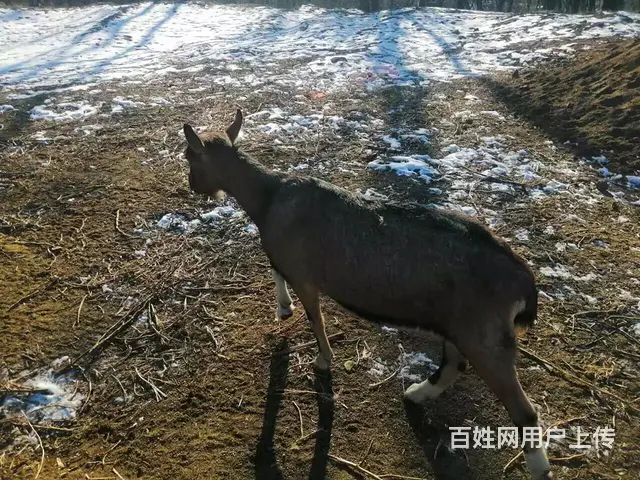 配种山羊出售 - 图片 11