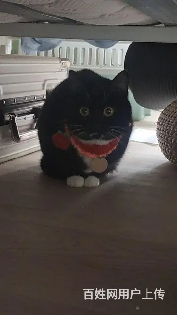 一岁大奶牛猫找领养 - 图片 1
