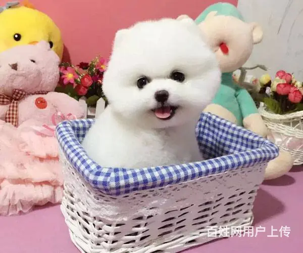 球体博美犬 出售哈多利版博美犬 可签售后协议 - 图片 8