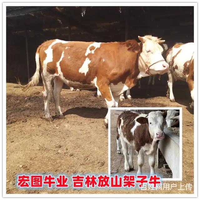 六个月的 西门塔尔2岁母牛 新的价格 - 图片 1