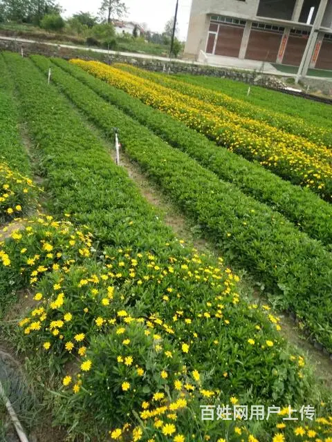 木春菊50万现货，自家基地直销 - 图片 8