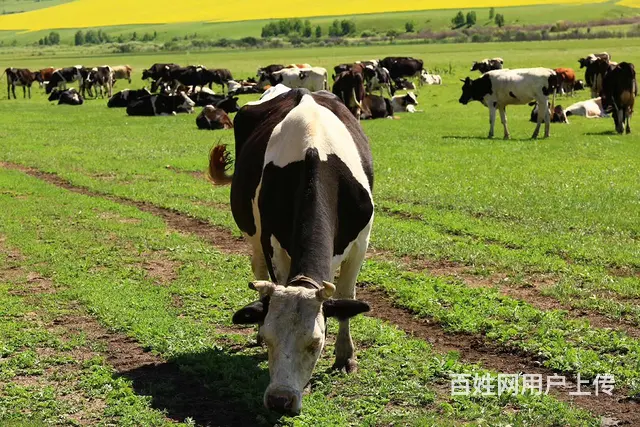 呼伦贝尔大草原自由行包车师傅推荐《王师傅》 - 图片 6