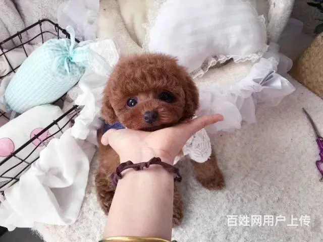 韩系娃娃脸泰迪犬出售 超小口袋泰迪狗狗 诚信质保 - 图片 8
