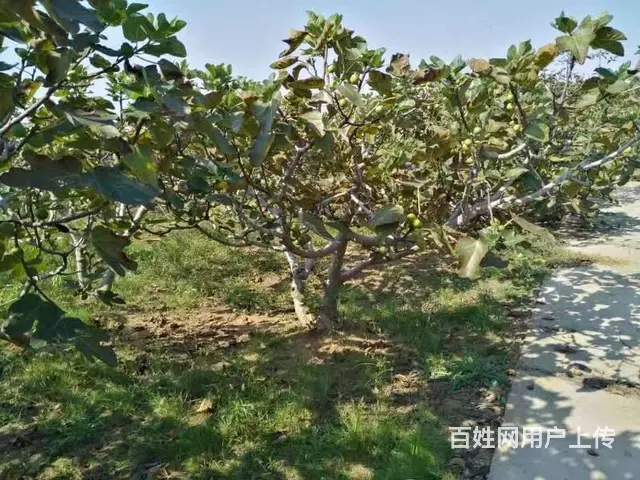 20亩无花果园对外出租 - 图片 2